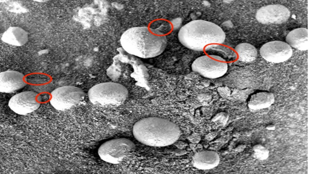 NASA spotted mushrooms on Mars